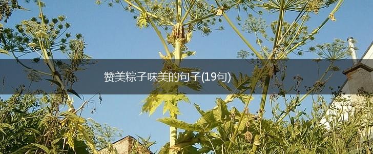 赞美粽子味美的句子(19句),第1张