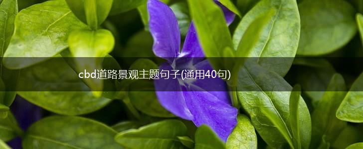 cbd道路景观主题句子(通用40句),第1张