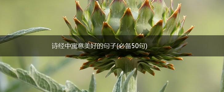 诗经中寓意美好的句子(必备50句),第1张