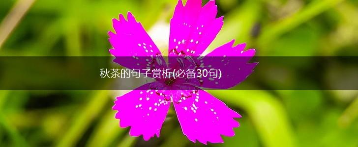 秋茶的句子赏析(必备30句),第1张