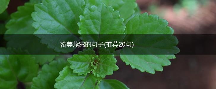 赞美燕窝的句子(推荐20句),第1张