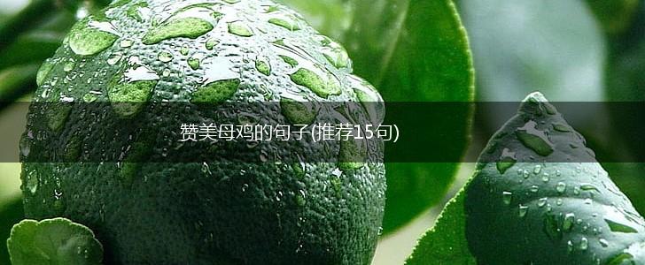 赞美母鸡的句子(推荐15句),第1张