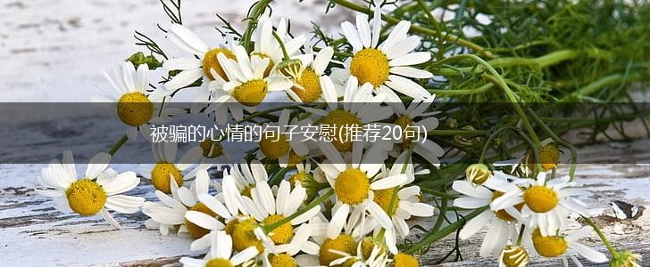 被骗的心情的句子安慰(推荐20句),第1张