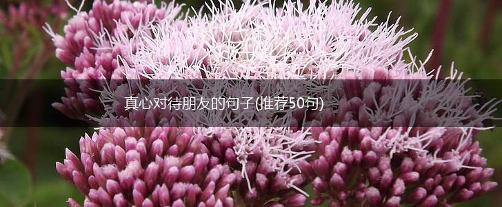 真心对待朋友的句子(推荐50句),第1张
