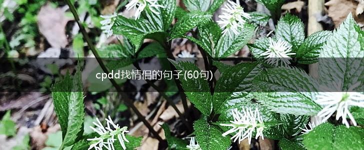 cpdd找情侣的句子(60句),第1张