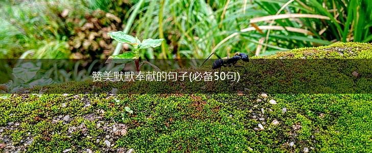 赞美默默奉献的句子(必备50句),第1张