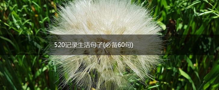 520记录生活句子(必备60句),第1张