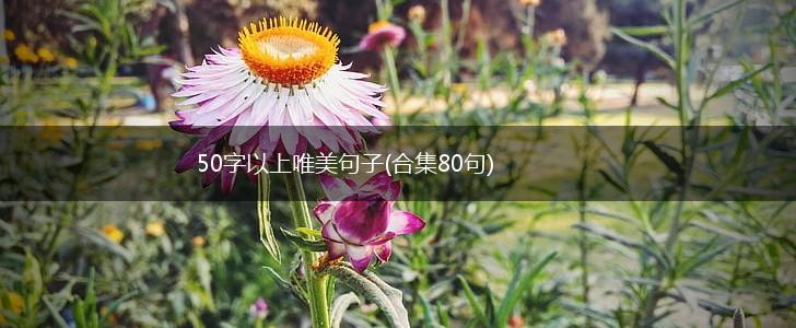 50字以上唯美句子(合集80句),第1张