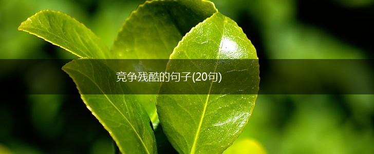 竞争残酷的句子(20句),第1张