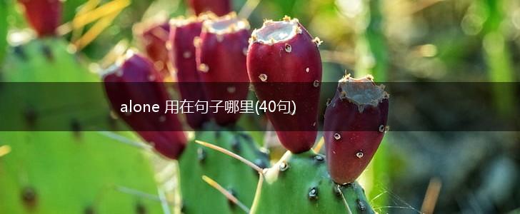 alone 用在句子哪里(40句),第1张
