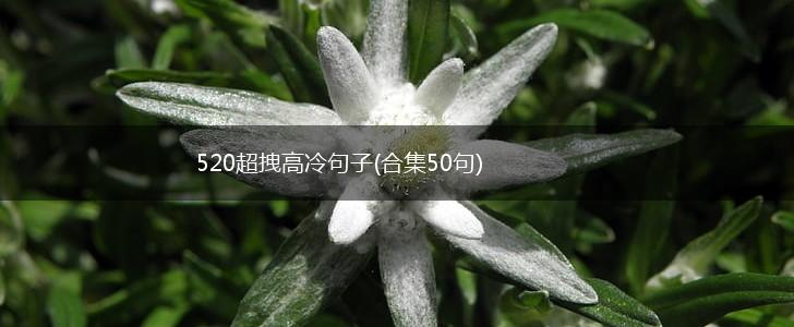 520超拽高冷句子(合集50句),第1张