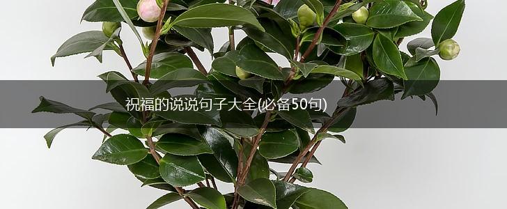 祝福的说说句子大全(必备50句),第1张