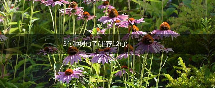 3句种树句子(推荐12句),第1张