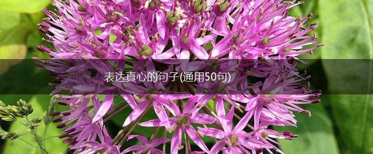 表达真心的句子(通用50句),第1张