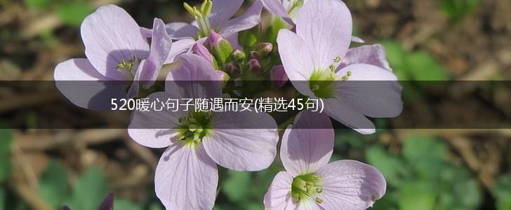 520暖心句子随遇而安(精选45句),第1张