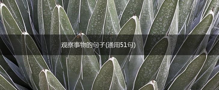 观察事物的句子(通用51句),第1张
