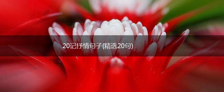 20记抒情句子(精选20句),第1张