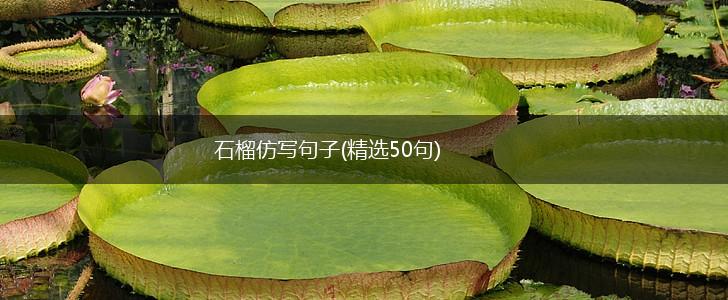 石榴仿写句子(精选50句),第1张