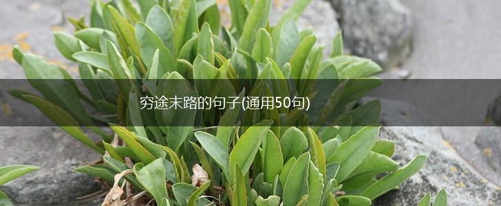 穷途末路的句子(通用50句),第1张