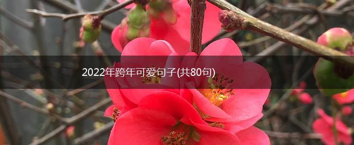 2022年跨年可爱句子(共80句),第1张