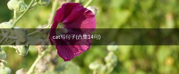 cat写句子(合集14句),第1张