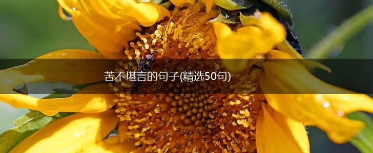 苦不堪言的句子(精选50句),第1张