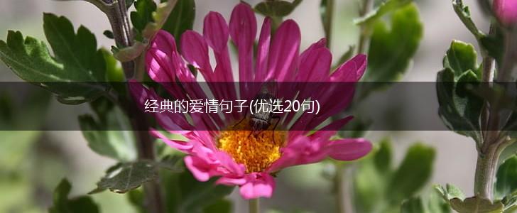 经典的爱情句子(优选20句),第1张