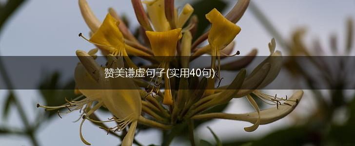 赞美谦虚句子(实用40句),第1张