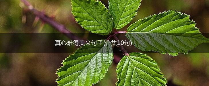 真心难得美文句子(合集10句),第1张