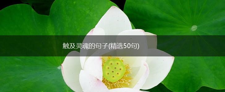 触及灵魂的句子(精选50句),第1张