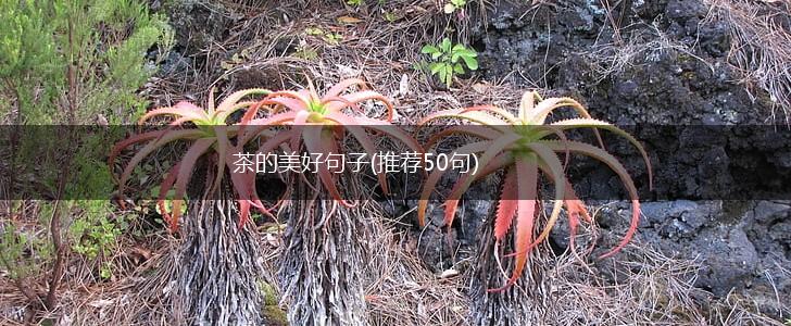茶的美好句子(推荐50句),第1张