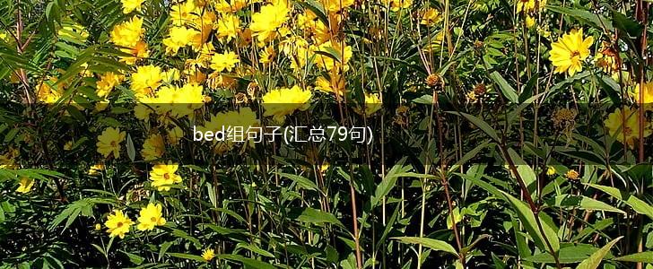 bed组句子(汇总79句),第1张