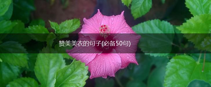 赞美美衣的句子(必备50句),第1张
