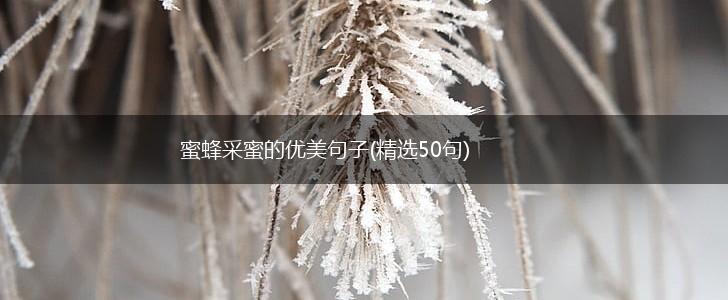 蜜蜂采蜜的优美句子(精选50句),第1张