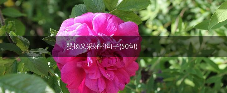 赞扬文采好的句子(50句),第1张