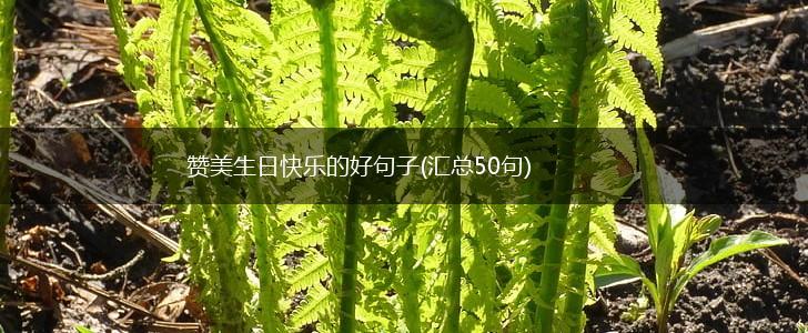 赞美生日快乐的好句子(汇总50句),第1张