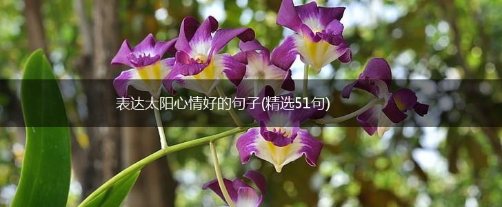表达太阳心情好的句子(精选51句),第1张