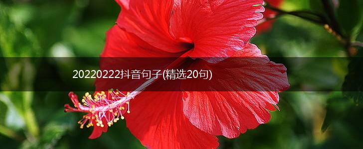 20220222抖音句子(精选20句),第1张