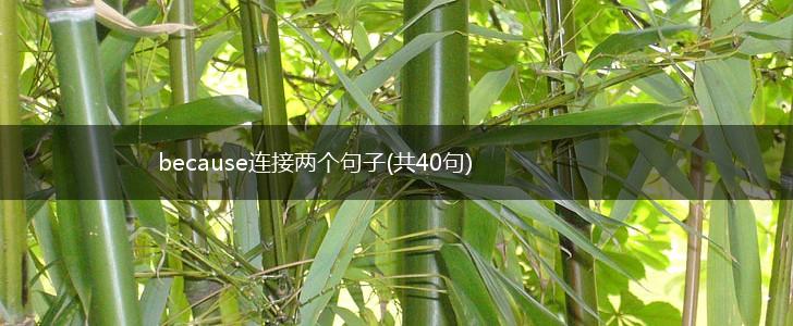 because连接两个句子(共40句),第1张