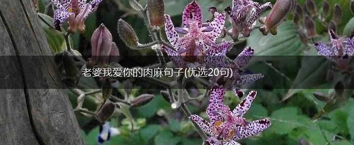 老婆我爱你的肉麻句子(优选20句),第1张