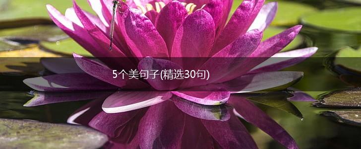 5个美句子(精选30句),第1张