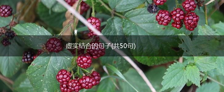 虚实结合的句子(共50句),第1张