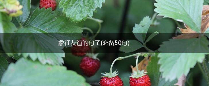 象征友谊的句子(必备50句),第1张