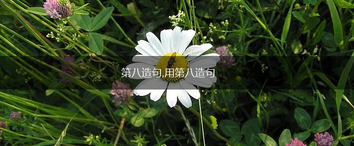 第八造句,用第八造句,第1张