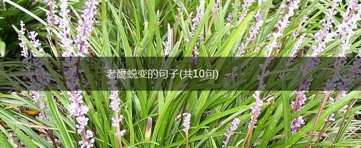老鹰蜕变的句子(共10句),第1张