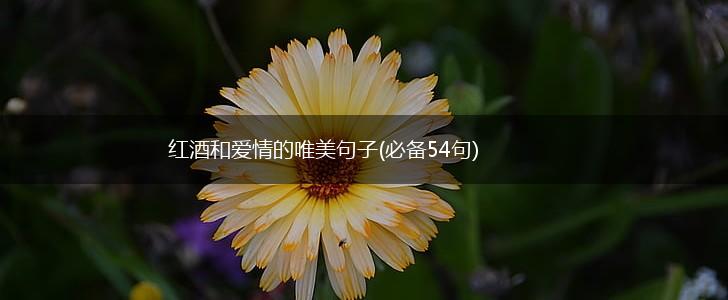 红酒和爱情的唯美句子(必备54句),第1张