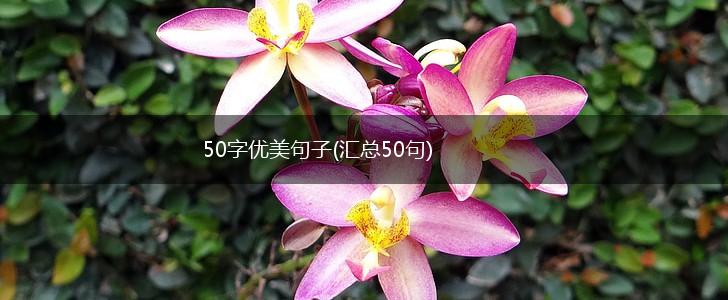 50字优美句子(汇总50句),第1张