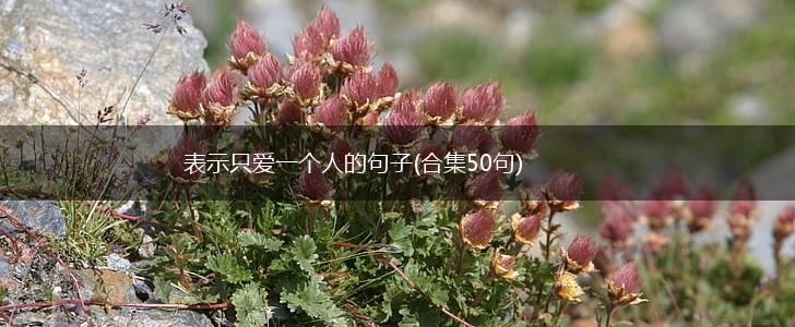 表示只爱一个人的句子(合集50句),第1张
