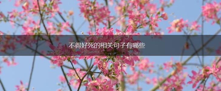不得好死的相关句子有哪些,第1张