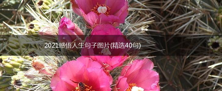 2021感悟人生句子图片(精选40句),第1张